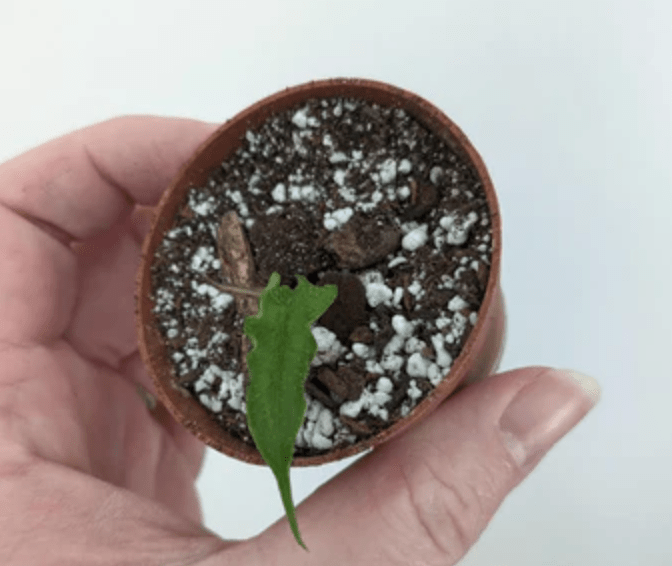 Alocasia Jacklyn rhizome planted in soil